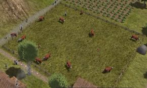 Pasture Cattle.jpg